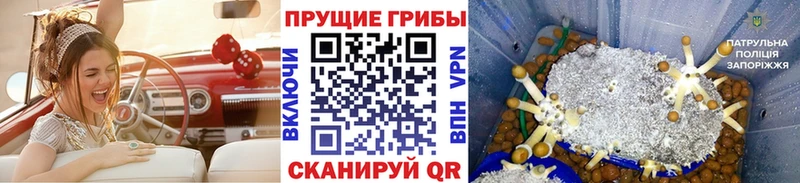 Галлюциногенные грибы Psilocybine cubensis  Купить где  Ухта 